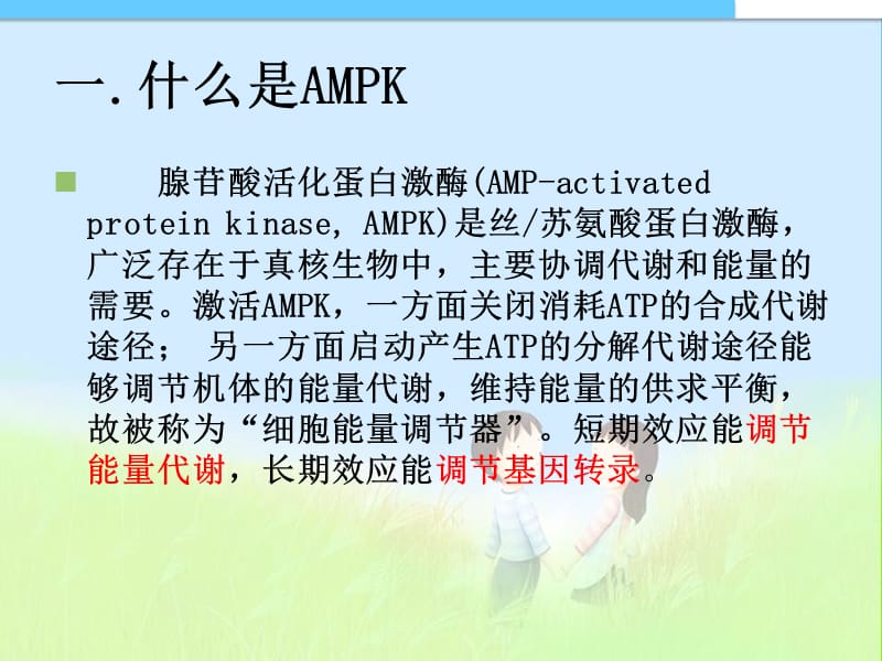 《AMPK研究进展》PPT课件.ppt_第3页