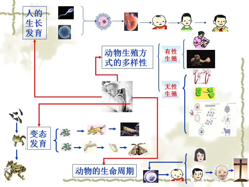 图解科学-人与动物的生殖和发育.ppt_第3页