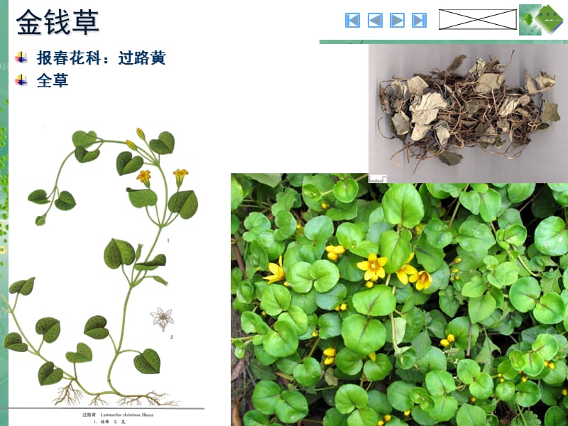 利湿退黄药(中药学图谱).ppt_第3页