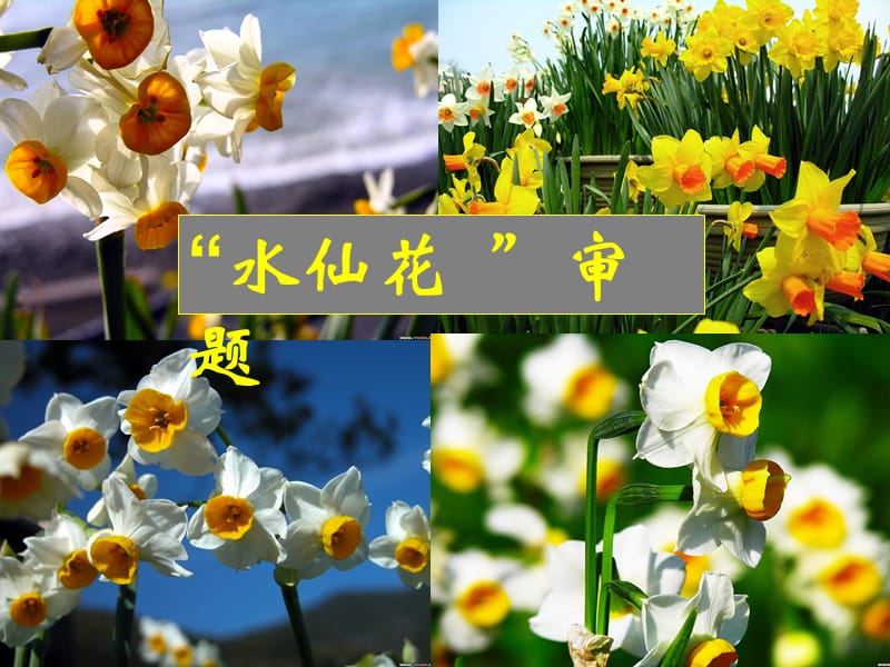 高考作文写作指导课件：换一朵水仙花.ppt_第2页