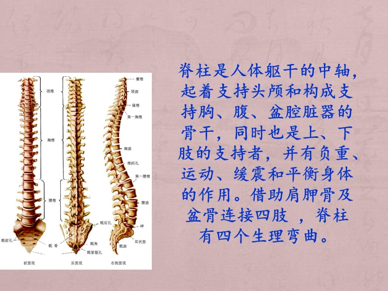 中医基础——背诊ppt课件_第3页