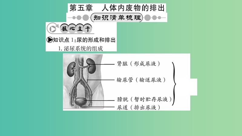 中考生物 知识系统复习 第四单元 第五章 人体内废物的排除课件.ppt_第1页