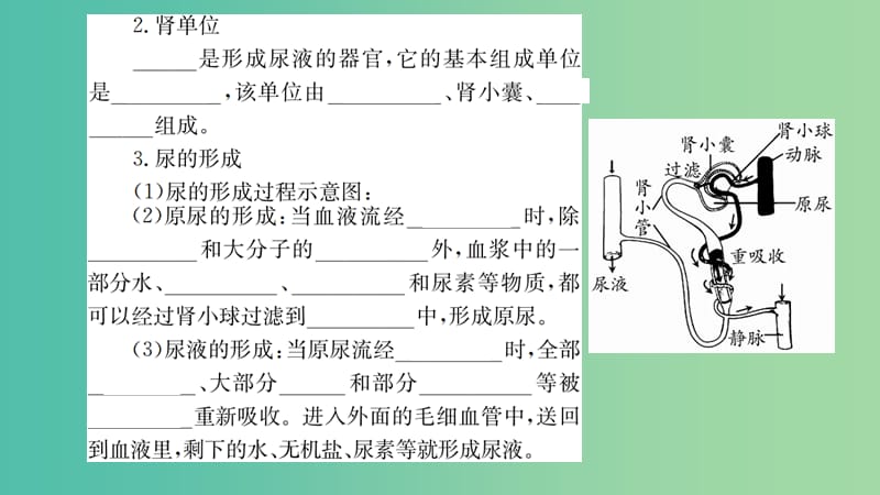 中考生物 知识系统复习 第四单元 第五章 人体内废物的排除课件.ppt_第2页