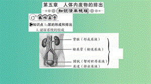 中考生物 知識系統(tǒng)復(fù)習(xí) 第四單元 第五章 人體內(nèi)廢物的排除課件.ppt