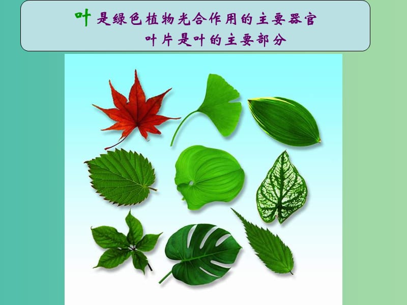 七年级生物上册 3.6.2 光合作用的场所课件 苏教版.ppt_第3页