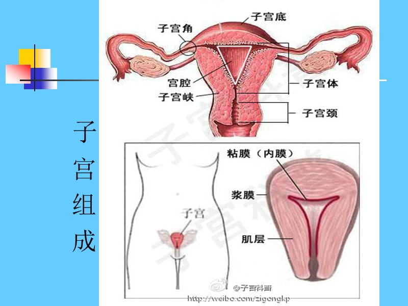 子宫肌瘤ppt课件_第3页