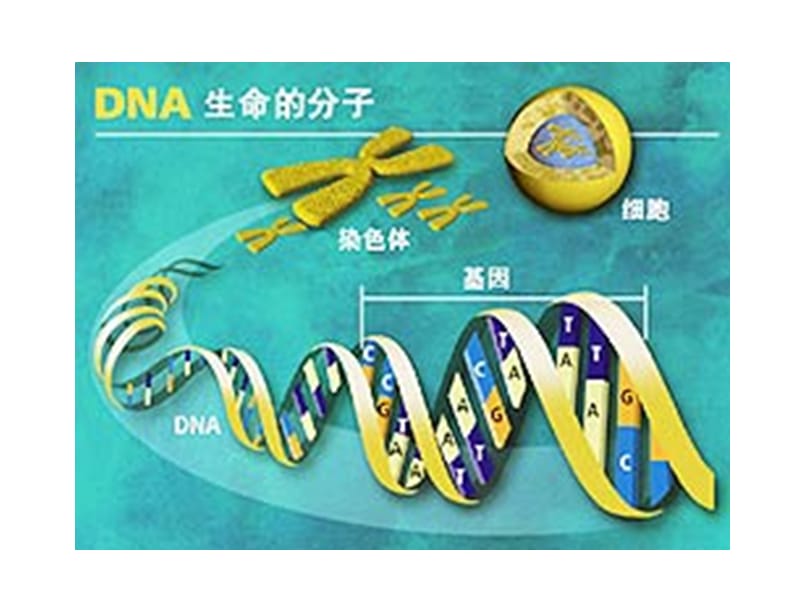 高中生物必修二4.3遗传密码的破译.ppt_第3页