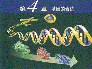 高中生物必修二4.3遺傳密碼的破譯.ppt