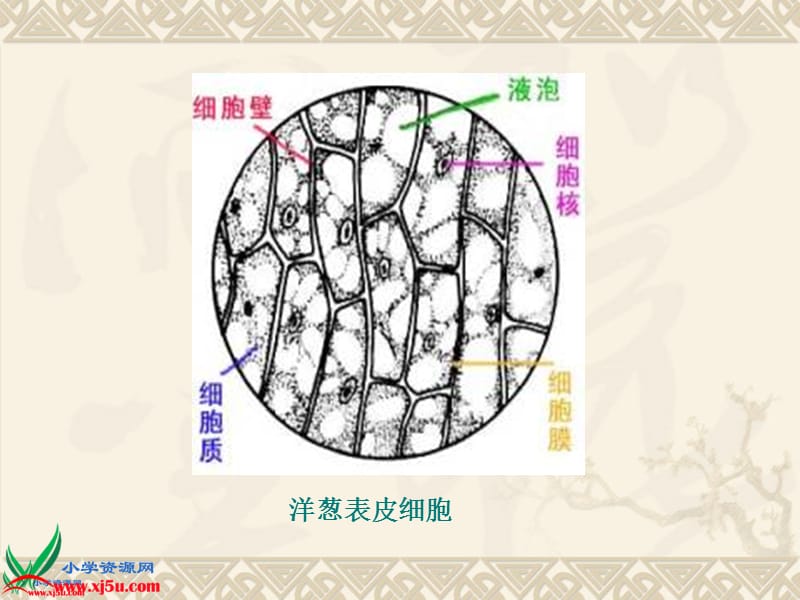 苏教版小学六年级上册《搭建生命体的积木》.ppt_第3页