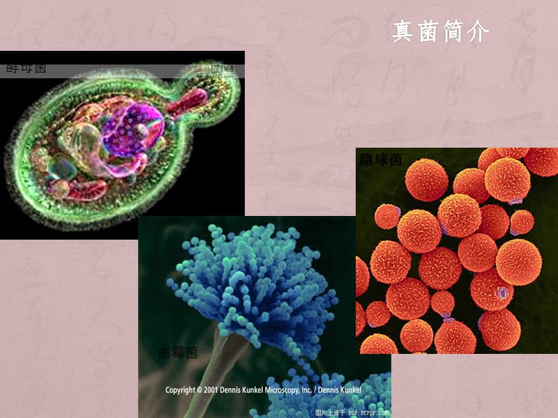 抗真菌药分类和作用机制ppt课件_第2页