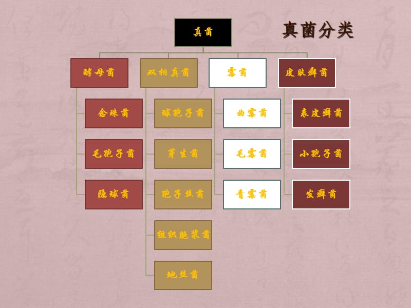 抗真菌药分类和作用机制ppt课件_第3页