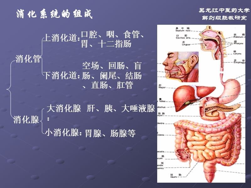 正常人体解剖学 消化系统ppt课件_第2页