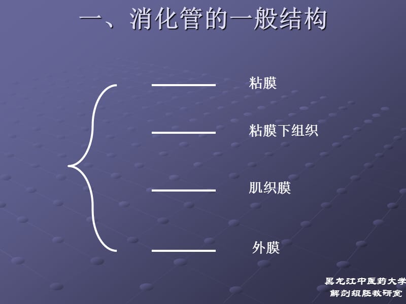 正常人体解剖学 消化系统ppt课件_第3页