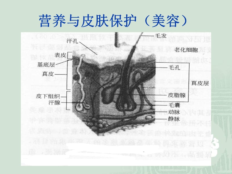 营养与皮肤的关系.ppt_第3页