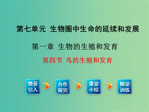 八年級生物下冊 第7單元 第1章 第4節(jié) 鳥的生殖和發(fā)育課件 （新版）新人教版.ppt