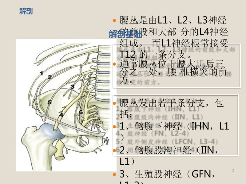 超声引导下腰丛神经阻滞ppt课件_第3页