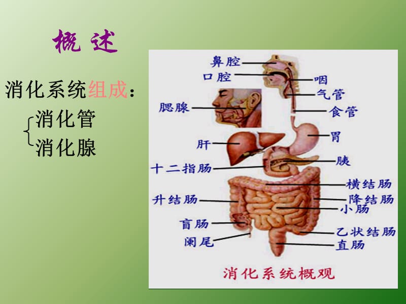 消化系统解剖生理ppt课件_第2页