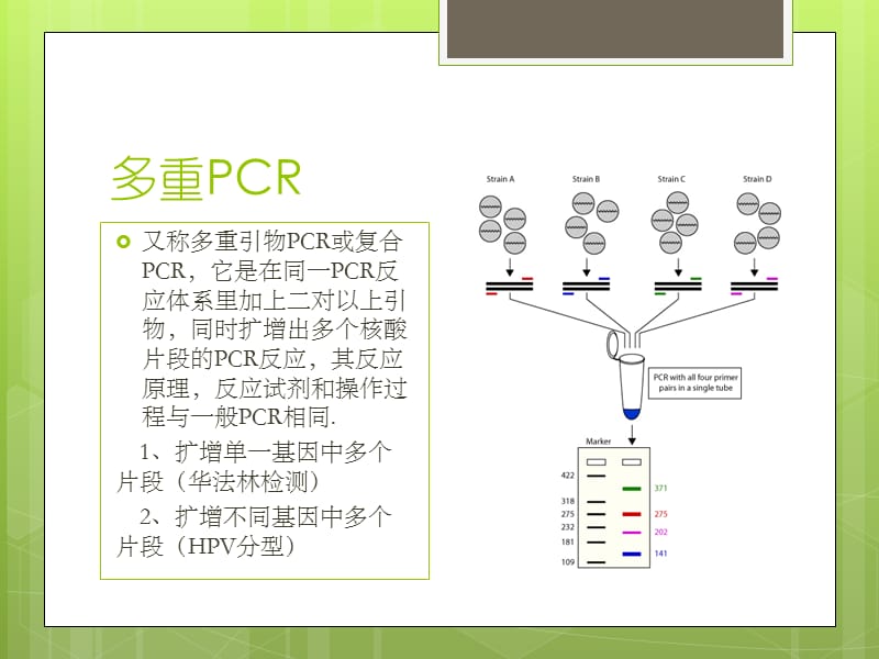 多重不对称扩增介绍.ppt_第3页