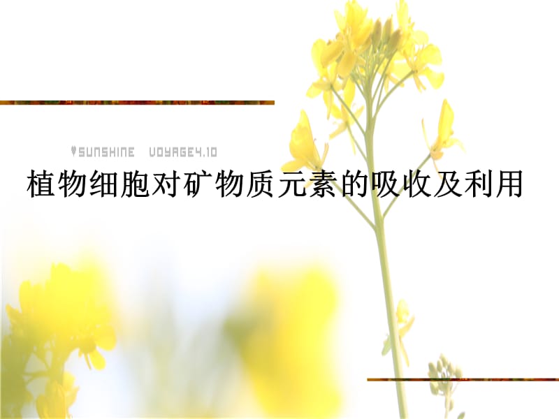 植物对矿质元素的吸收利用.ppt_第1页