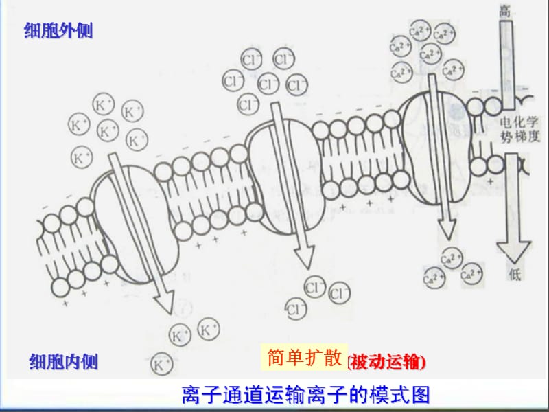 植物对矿质元素的吸收利用.ppt_第3页