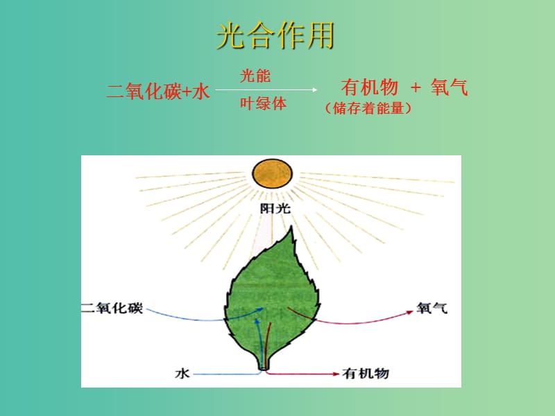 八年级生物上册 3.5 绿色植物在生物圈中的作用课件（2）（新版）冀教版.ppt_第3页