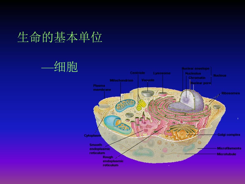 《生命的化学基础》PPT课件.ppt_第3页