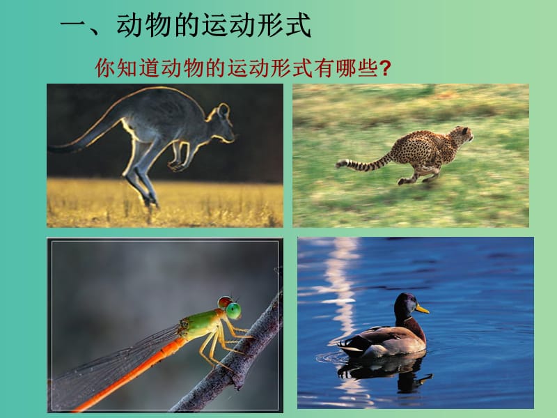 八年级生物上册 17.1 动物运动的形式和能量供应课件 （新版）苏教版.ppt_第2页