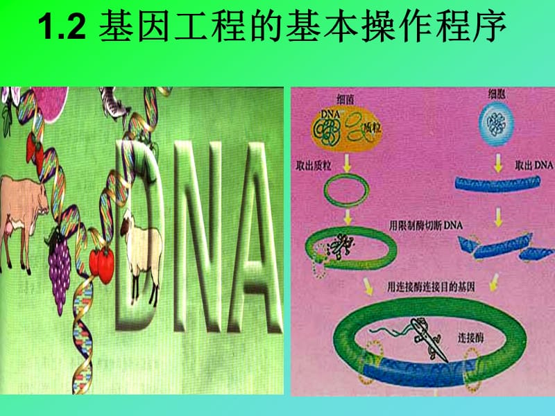 DNA重组技术的基本步骤.ppt_第1页