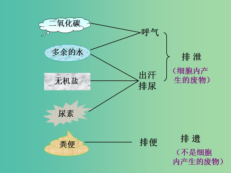 七年级生物下册 4.5 人体内废物的排出课件 （新版）新人教版.ppt_第3页