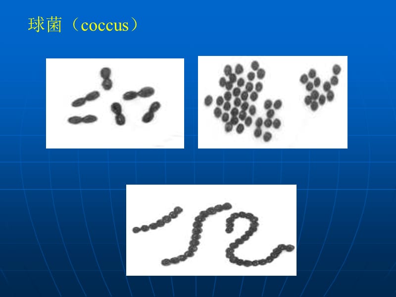 细菌的形态结构实验.ppt_第1页