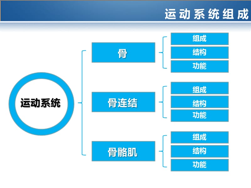 《运动系统》PPT课件.ppt_第3页