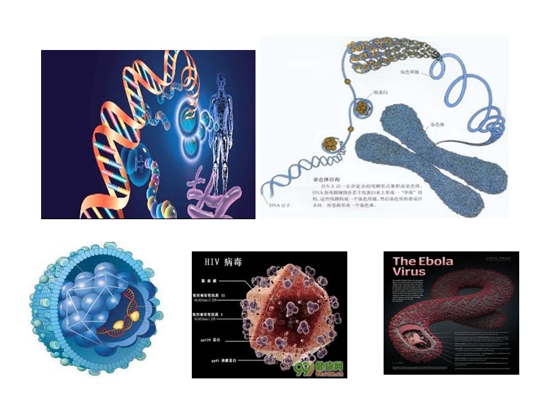 分子生物学常用检测技术.ppt_第2页