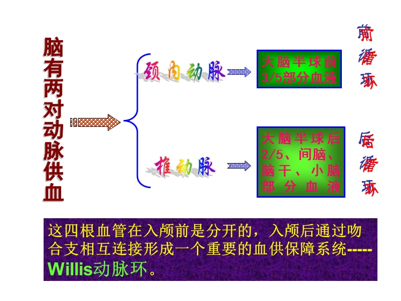 大脑的血液供应及定位诊断.ppt_第3页