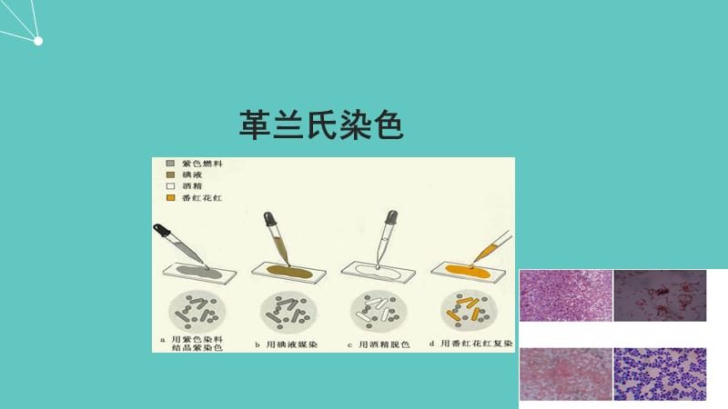 病原生物与免疫学-常见病原菌_第3页