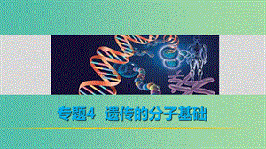 高考生物二輪復(fù)習(xí) 考前三個(gè)月 專(zhuān)題4 遺傳的分子基礎(chǔ) 考點(diǎn)13 聚焦探索遺傳物質(zhì)本質(zhì)的經(jīng)典實(shí)驗(yàn)課件.ppt