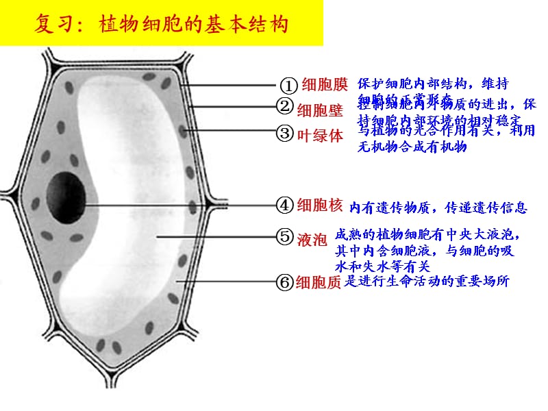 动物细胞的结构和功能.ppt_第2页