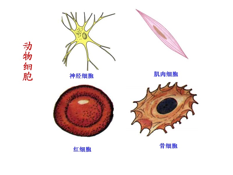 动物细胞的结构和功能.ppt_第3页