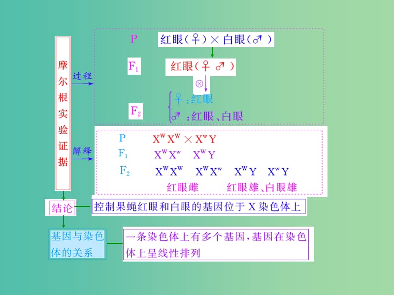 高考生物一轮复习 第一单元 第3讲 基因在染色体上和伴性遗传课件 新人教版必修2 (2).ppt_第3页