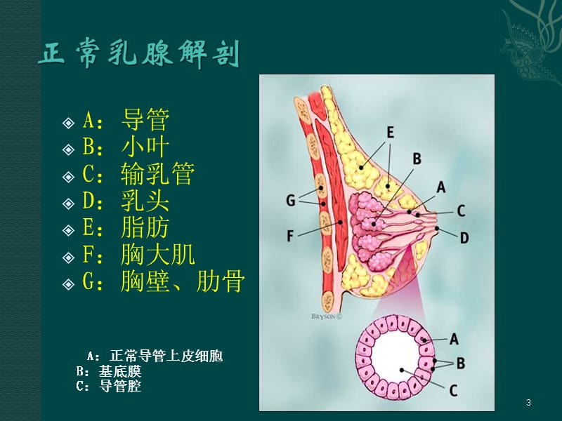 乳腺的超声诊断ppt课件_第3页