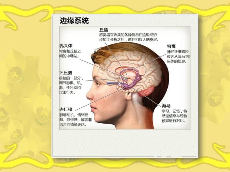 边缘性脑炎_第3页