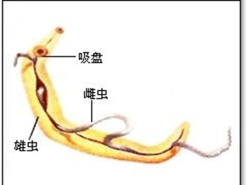 《血吸虫预防》PPT课件.ppt_第3页