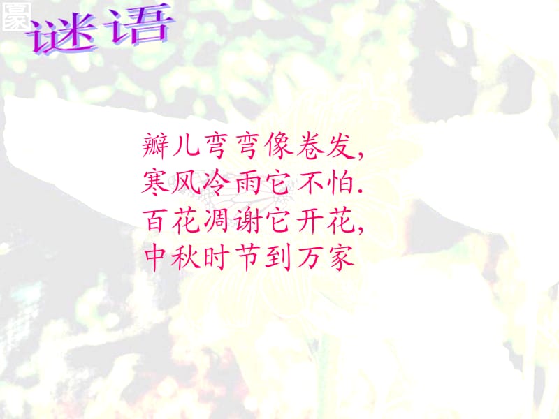 《菊花儿童画刮画》PPT课件.ppt_第1页