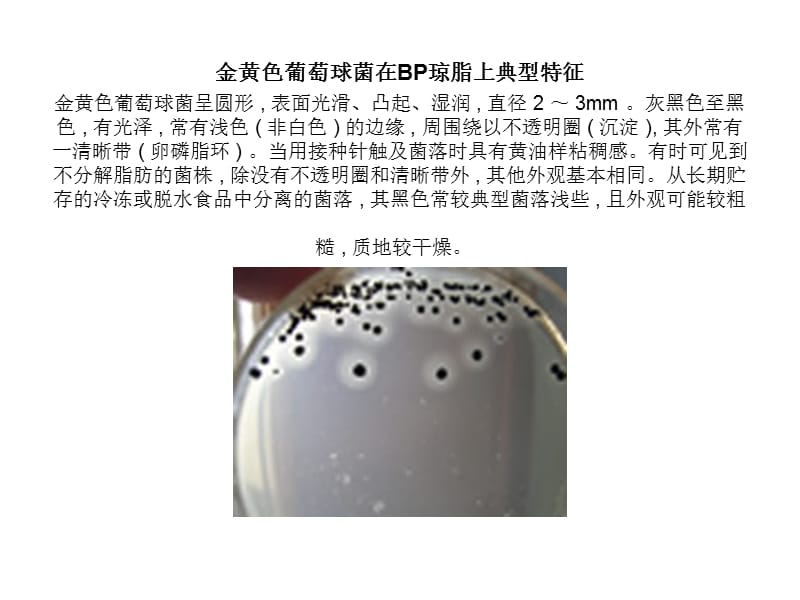 几种典型菌落特征.ppt_第1页