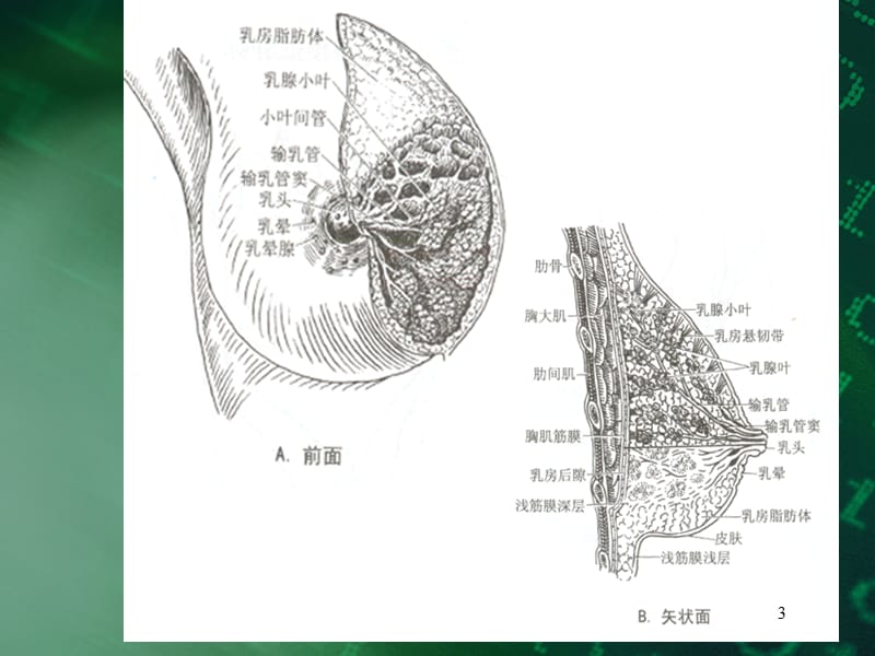 乳腺疾病的超声诊断与鉴别ppt课件_第3页