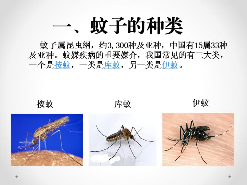 主题班会《防蚊灭蚊》.ppt_第3页