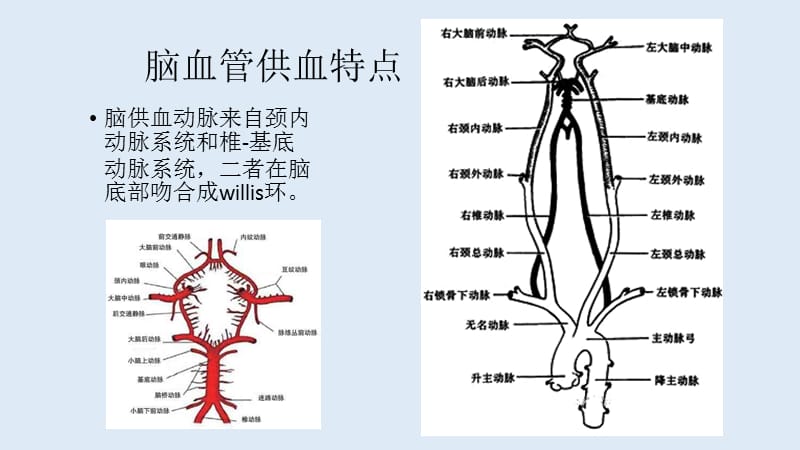 大脑中动脉解剖及临床.ppt_第2页