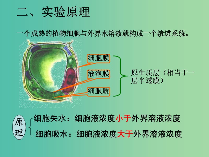 高二生物 1.2实验 用高倍镜观察植物细胞的质壁分离与复原课件 新人教版必修1.ppt_第3页