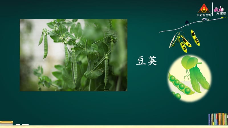 一个豆荚里的五粒豆(人教部编语文四上).ppt_第1页