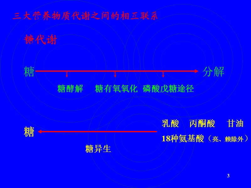 三大营养物质代谢之间的相互联系ppt课件_第3页