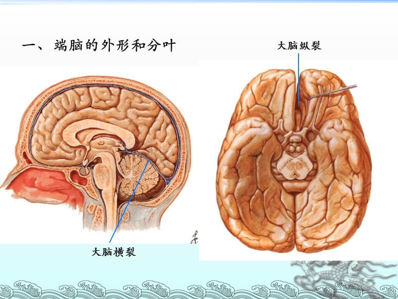 大脑解剖结构_第3页